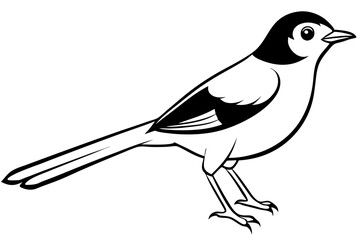 nightingale silhouette line art vector illustration with a white background