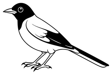 nightingale silhouette line art vector illustration with a white background