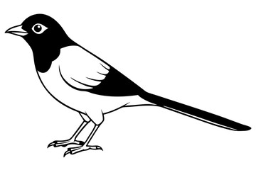 nightingale silhouette line art vector illustration with a white background