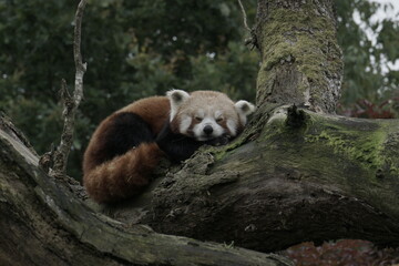 red panda bear sleeping