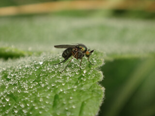 Long-legged fly (Dolichopus griseipennis), male sitting on a dew covered leaf