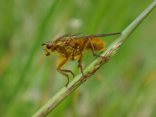 Yellow dung fly (Scathophaga stercoraria), male perching on a blade of grass