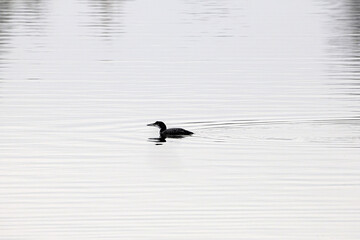 Common Loon, Gavia immer
