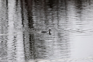 Common Loon, Gavia immer