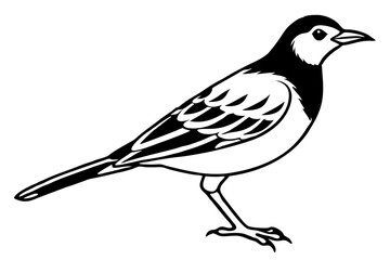skylark silhouette line art vector illustration with a white background