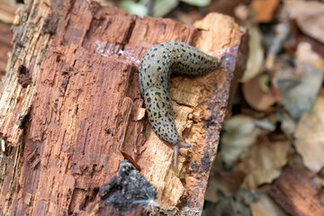 Great Gray Slug, Limax maximus, on an old tree stump