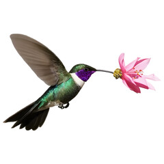Fototapeta premium Hummingbird and Pink Flower: A vibrant hummingbird with iridescent green and purple plumage hovers gracefully, its long beak delicately probing a vibrant pink flower.