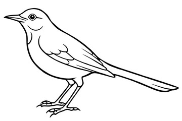 thrush silhouette line art vector illustration with a white background