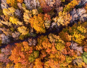 Forest canopy from a bird&rsquo;s-eye view during fall, showcasing a gradient of oranges