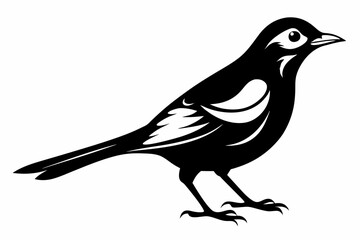 thrush silhouette line art vector illustration with a white background