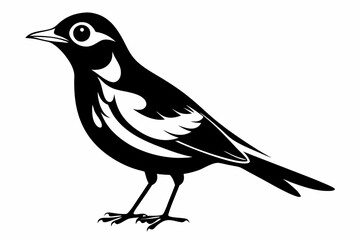 thrush silhouette line art vector illustration with a white background