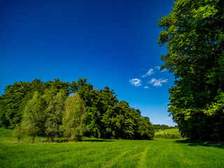 Große Lichtung im Mischwald