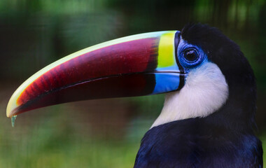 Toucan