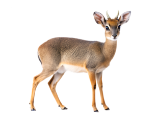 Dik Dik Antelope Isolated On Transparent Background