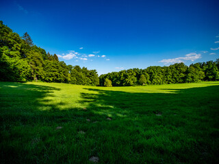 Große Lichtung im Mischwald
