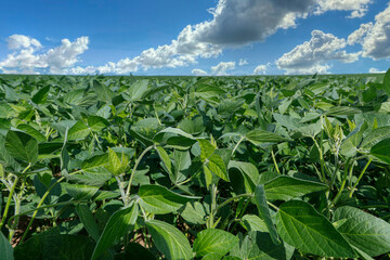 Agricultural soy plantation on blue sky - Green growing soybeans plant against sunlight