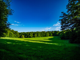 Große Lichtung im Mischwald