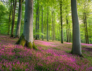Vibrant landscape in a green deciduous forest with thick stems of beech trees and a carpet of pink flowers on the ground. Many pink flowers in a green beech forest