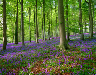 Vibrant landscape in a green deciduous forest with thick stems of beech trees and a carpet of purple flowers on the ground. Many purple flowers in a green beech forest