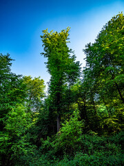 Fototapeta premium Mischwald im Frühjahr
