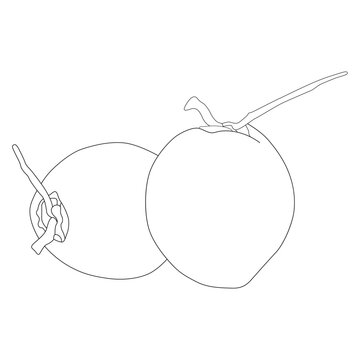 recommend clip art: Young coconut line art vector design. Young coconut outline illustration design.