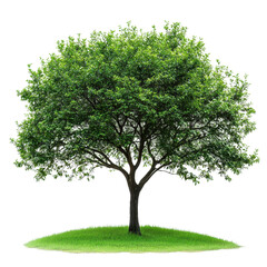 Kentucky Coffeetree isolated on transparent background
