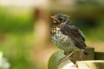 Fototapeta premium A young brown-feathered Fieldfare, Turdus Pilaris bird perches on a rustic wooden fence with green unfocused background, capturing the serenity and natural charm of wildlife in a countryside setting.