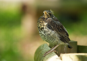 A young brown-feathered Fieldfare, Turdus Pilaris bird perches on a rustic wooden fence with green unfocused background, capturing the serenity and natural charm of wildlife in a countryside setting.