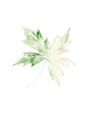 Fototapeta premium Delicate Watercolor Illustration of a Green and Cream Leaf on a Transparent Background