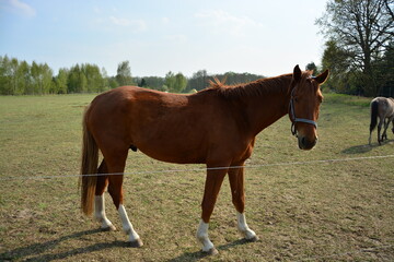 Obraz premium Tier, Pferd, Weide, Natur, Freiland, Horizont, Himmel, Frühling