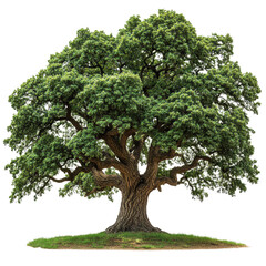 Oregon White Oak isolated on transparent background