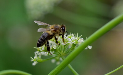 Biene auf blühendem Laserkraut