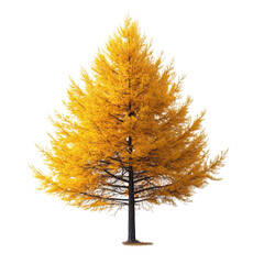 Tamarack isolated on transparent background