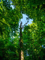 Abgestorbener Baum im Mischwald