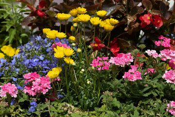 Obraz premium Spring Concept, Multicolored dahlia flowers in the garden close up.