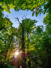 Abgestorbener Baum im Mischwald