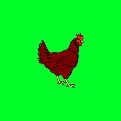 rooster green screen background