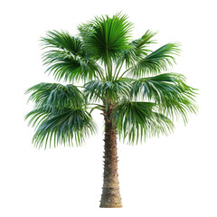 Windmill Palm isolated on transparent background