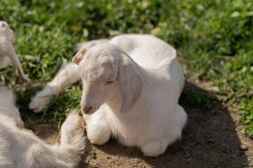 little baby goat