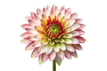Obraz premium PNG Close-up of a vibrant multicolored dahlia blooming against black background