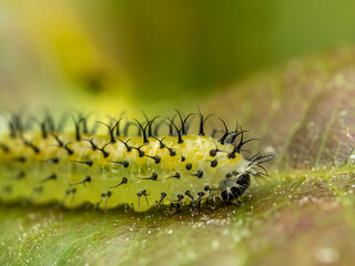 Close-Up of a Spiky Caterpillar Crawling on a Purple Leaf