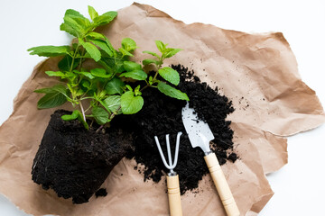 Mint plant transplanting with gardening tools on brown paper