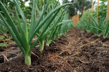 Obraz premium Cultivated Field of Green Onion Plants Growing in Rich Soil