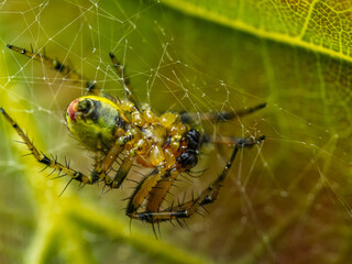Close-Up View of a Araniella alpica Spider in Its Web