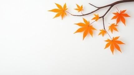 Branch with vibrant orange maple leaves lies on white background