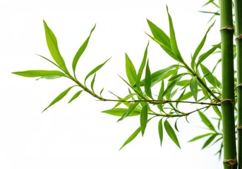 Obraz premium Fresh green bamboo leaves and stalks against a clean white background create a natural scene