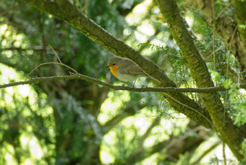European robin (Erithacus rubecula) sitting on a tree branch in Zurich, Switzerland