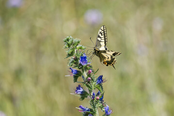 Old World Swallowtail or common yellow swallowtail (Papilio machaon) sitting on blueweed in Zurich, Switzerland