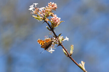 Comma butterfly (Polygonia c-album) sitting on a white flower in Zurich, Switzerland