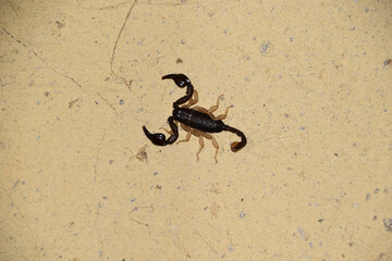 Black scorpion on a rough beige wall, captured at night with detailed texture and shadow, symbolizing danger, wilderness, and nocturnal predators.